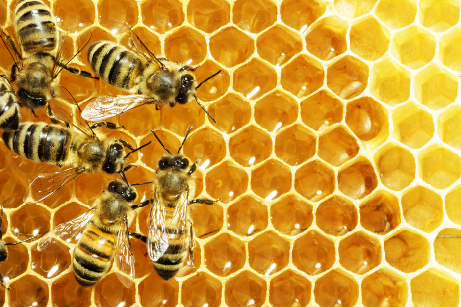 Ikona do artykułu: Materiał siewny, pomoc klęskowa, wsparcie dla pszczelarzy – trwa przyjmowanie wniosków